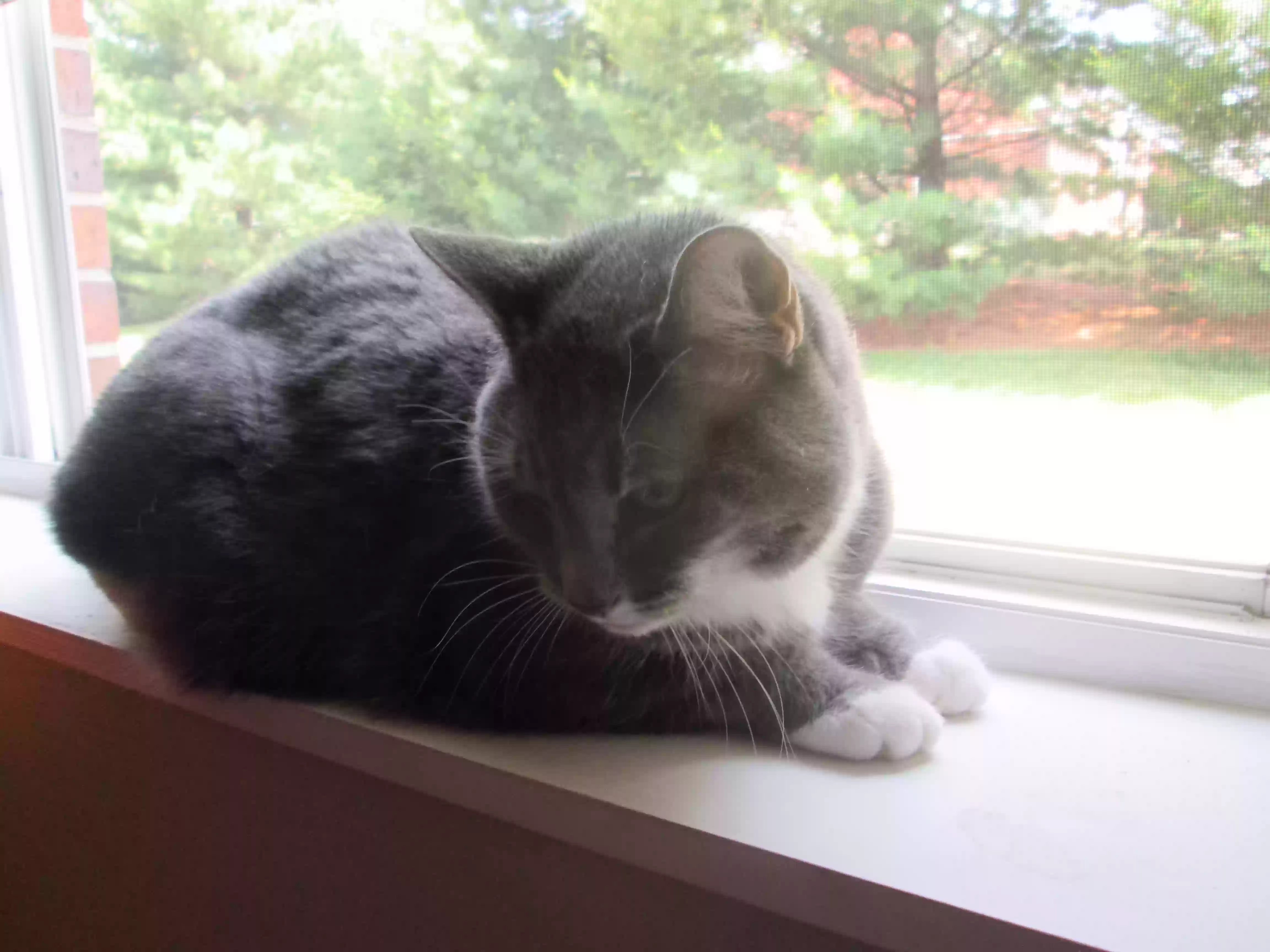 adoptable Cat in Cincinnati,OH named Carmelita